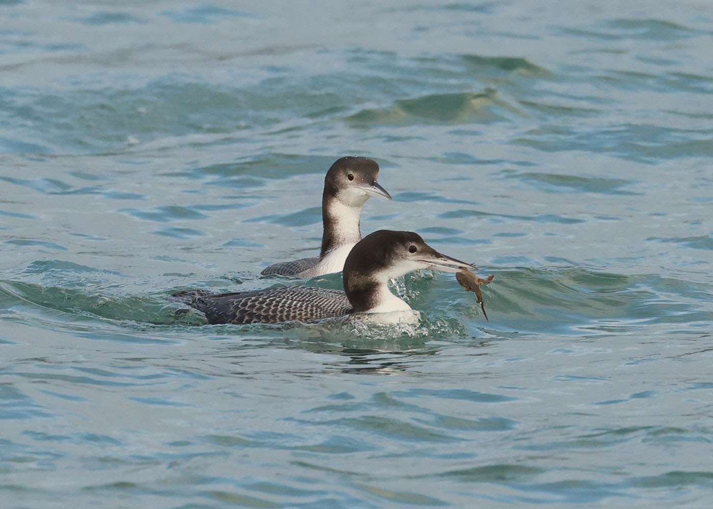 Great Northern Diver by Steve Hopper at Brixham