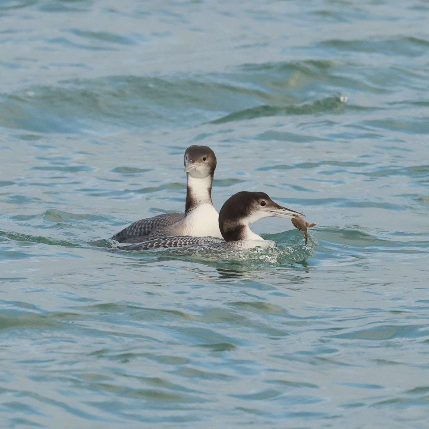 Great Northern Diver by Steve Hopper at Brixham