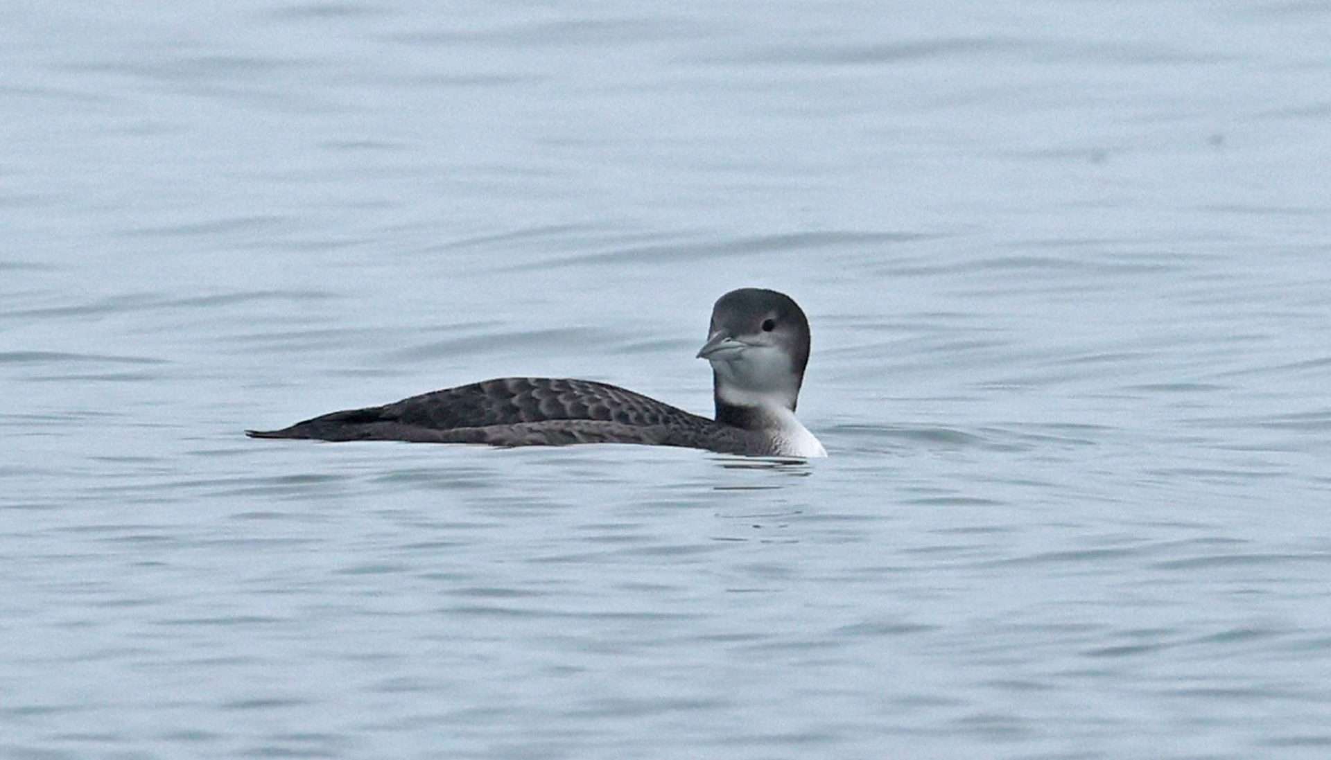 Great Northern Diver by Steve Hopper at Salcombe