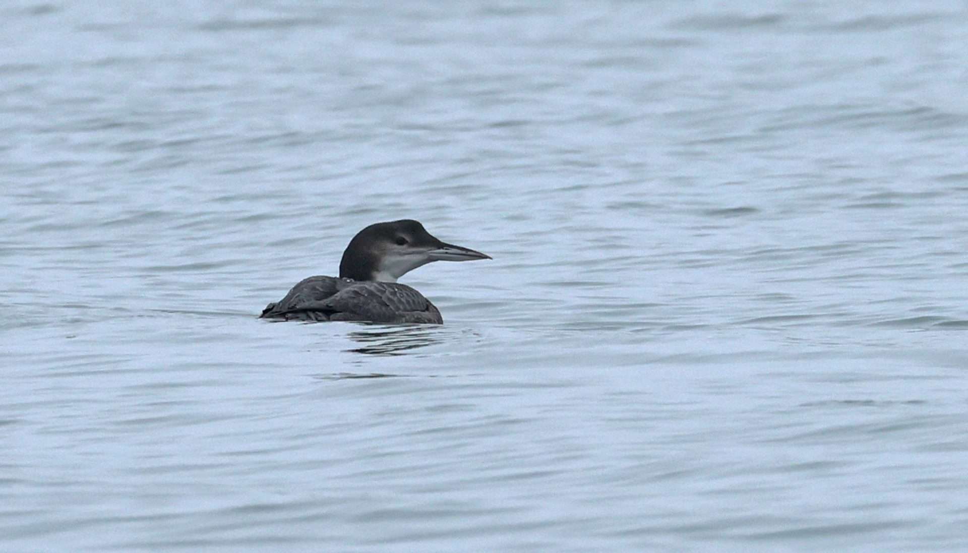 Great Northern Diver by Steve Hopper at Salcombe