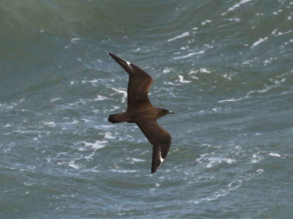 Great Skua by Dave Smallshire at Berry Head
