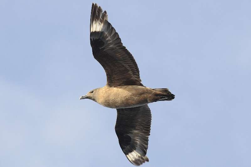 Great Skua by Mark Darlaston at English Channel