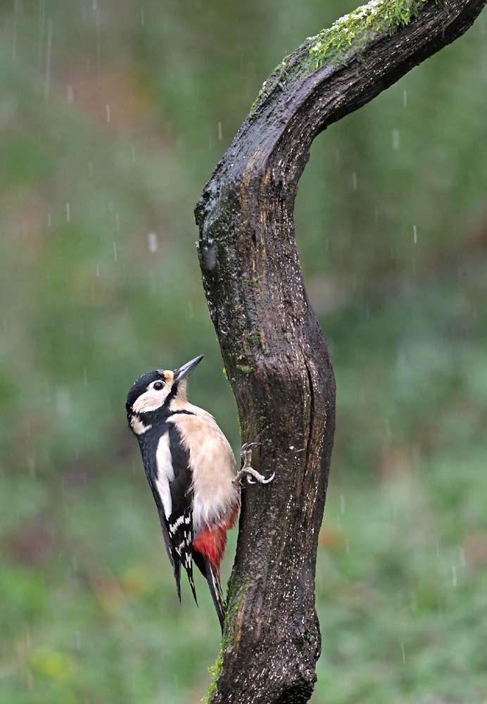 Great Spotted Woodpecker by Adrian Davey at Broadwoodwidger