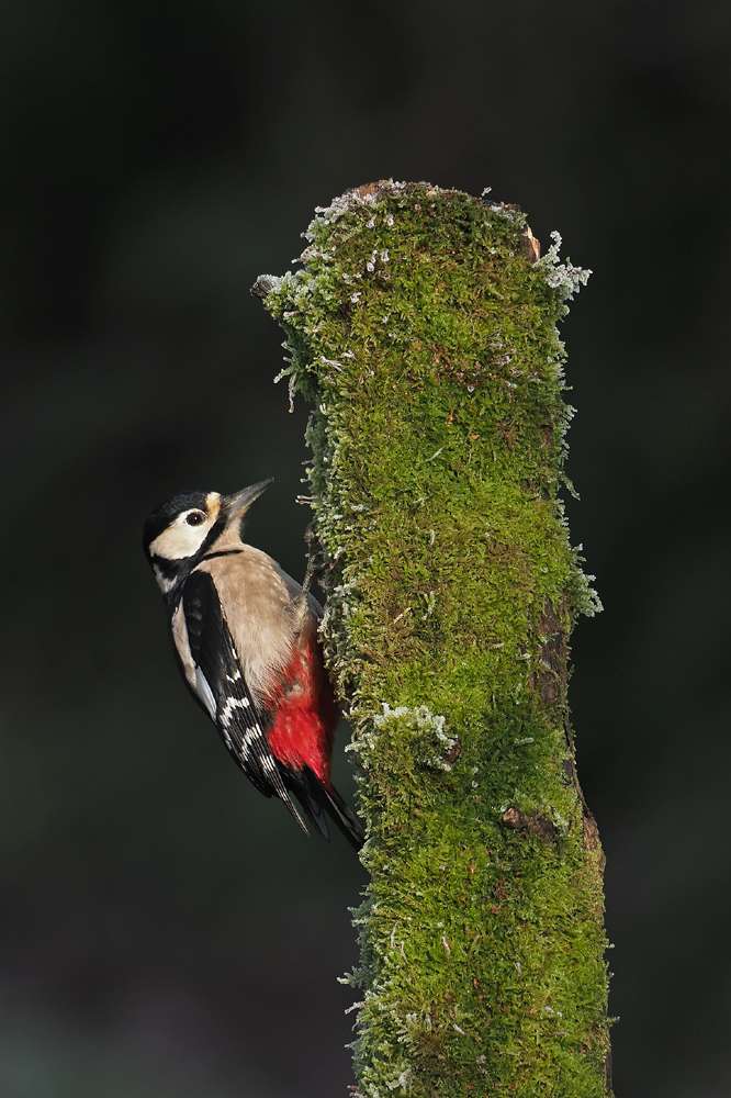 Great Spotted Woodpecker by Adrian Davey at Broadwoodwidger