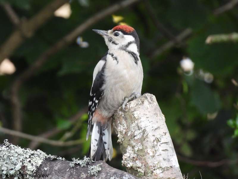Great Spotted Woodpecker by Elizabeth Mulgrew at Ivybridge garden