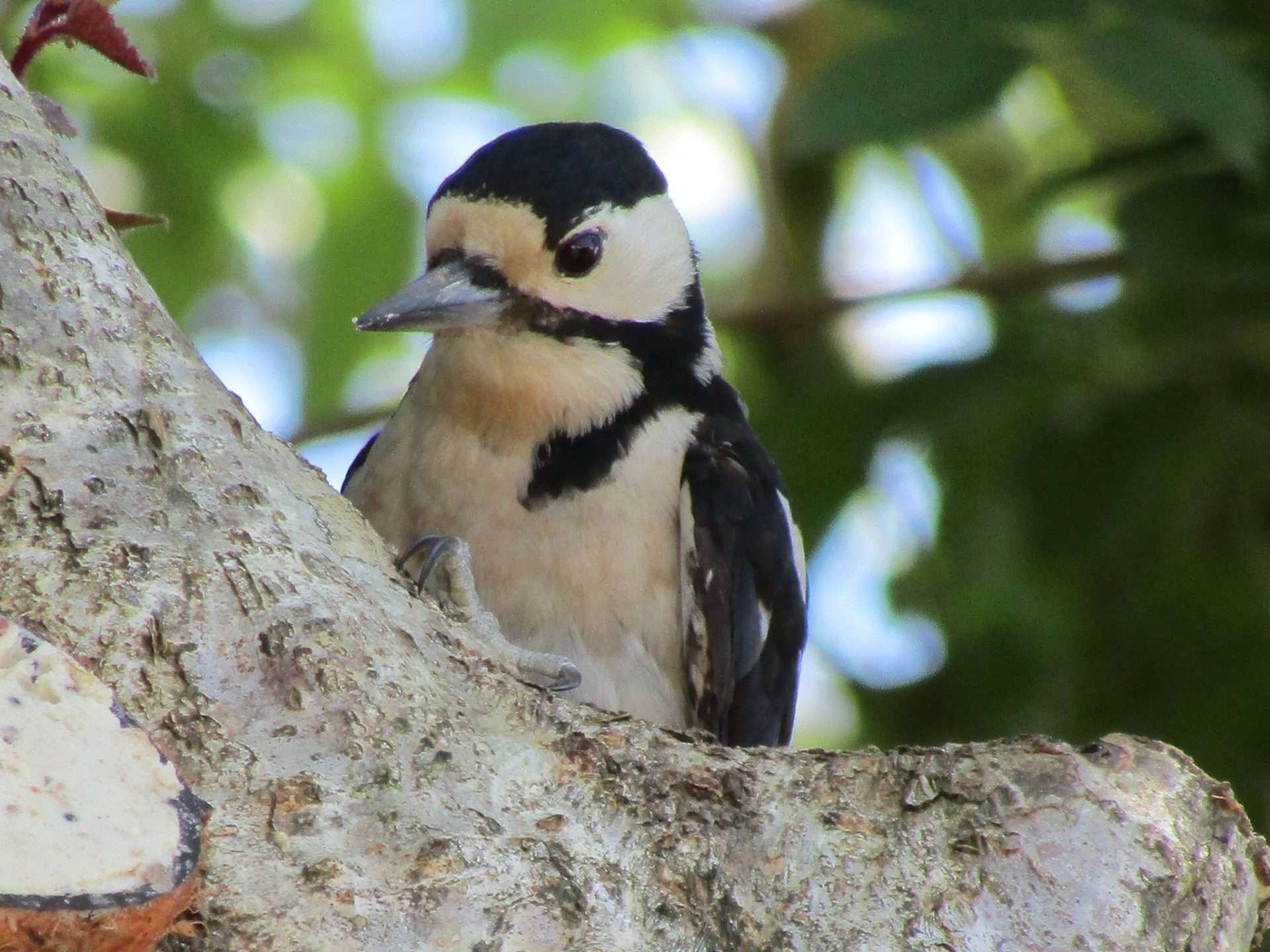 Great Spotted Woodpecker by Elizabeth Mulgrew at garden  in the South Hams