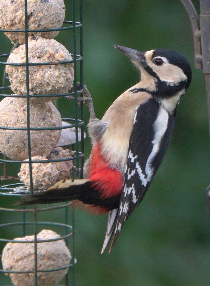 Great Spotted Woodpecker by John Reeves at Talaton