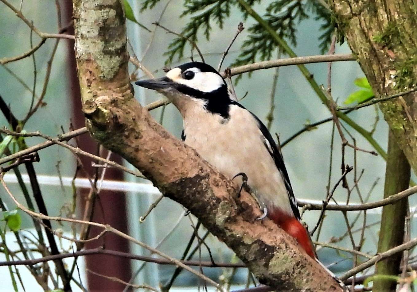 Great Spotted Woodpecker by Kenneth Bradley at Combeinteignhead