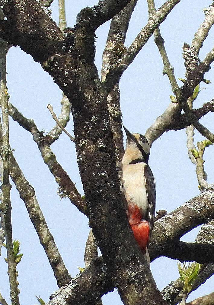 Great Spotted Woodpecker by Kenneth Bradley at Emsworthy Mire DWT