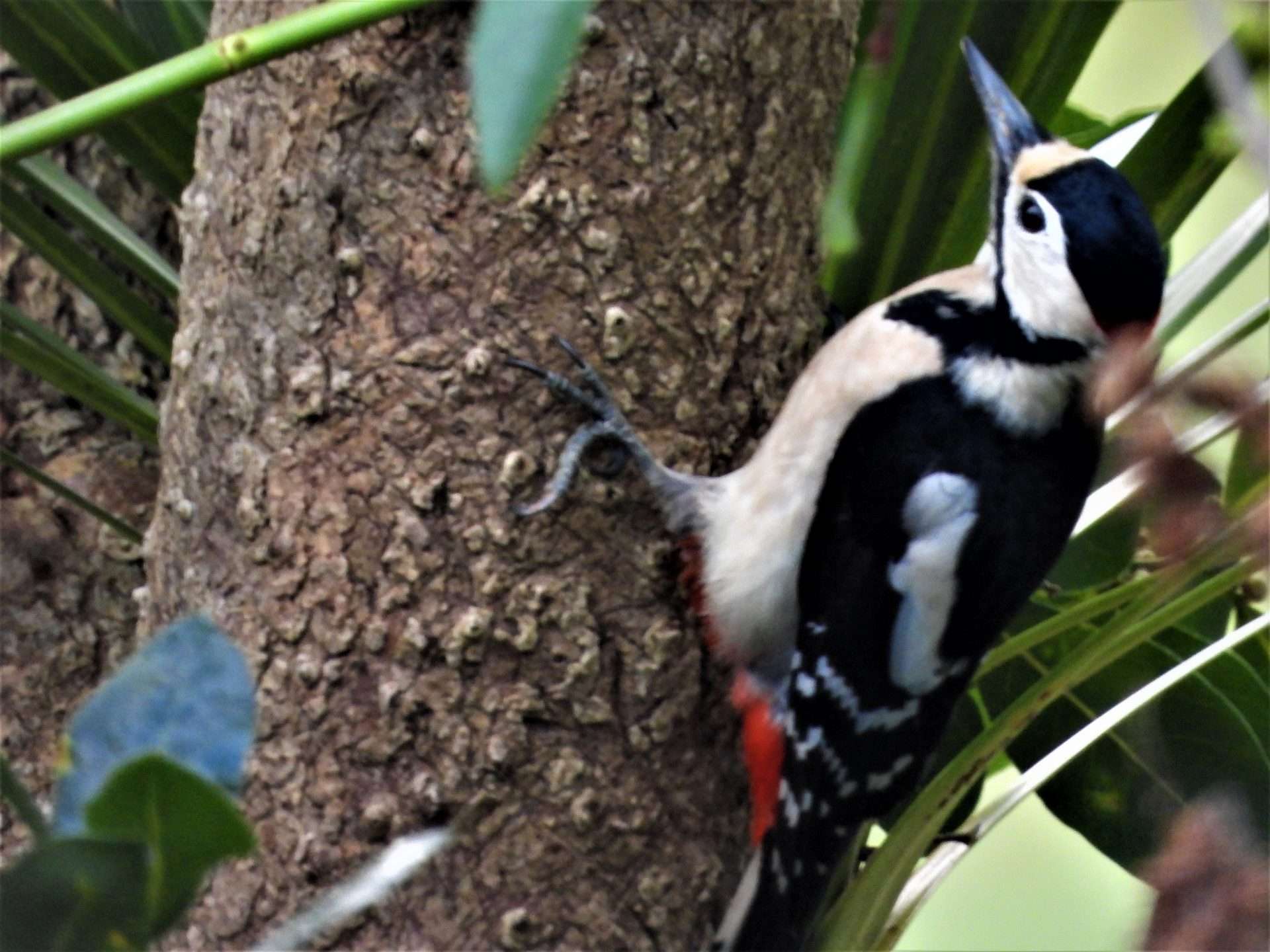 Great Spotted Woodpecker by Kenneth at Combeinteignhead
