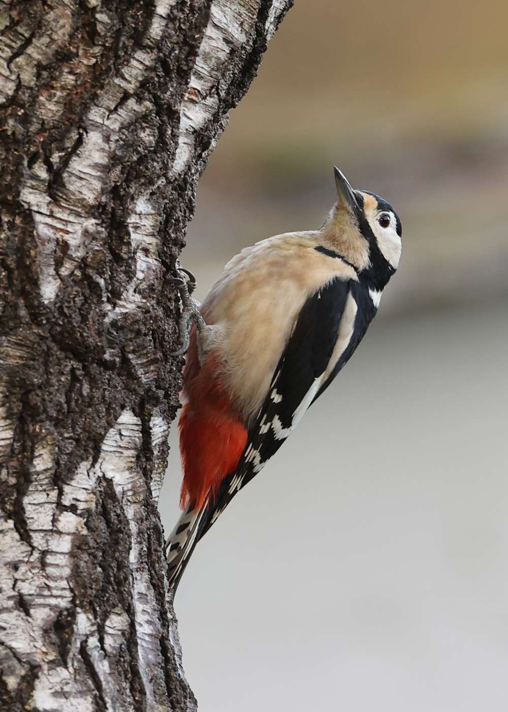 Great Spotted Woodpecker by Steve Hopper at Haldon