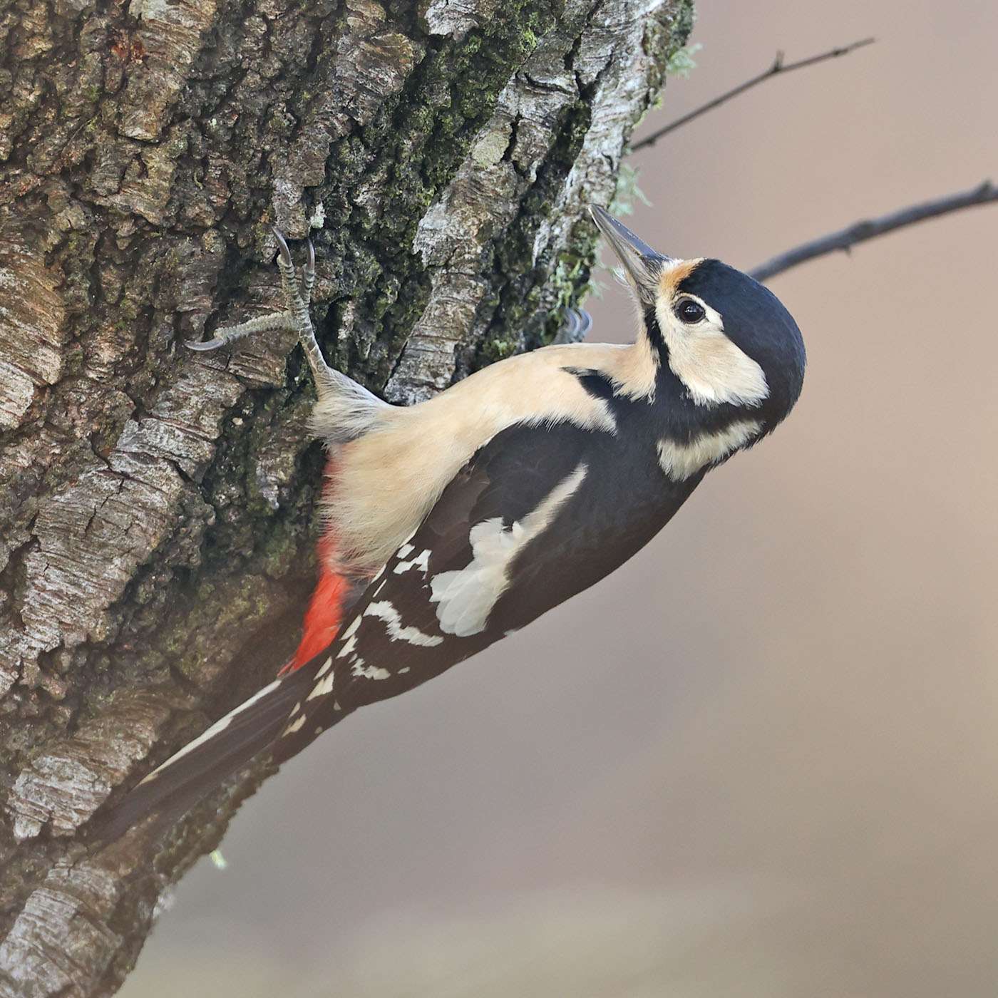 Great Spotted Woodpecker by Steve Hopper at Haldon