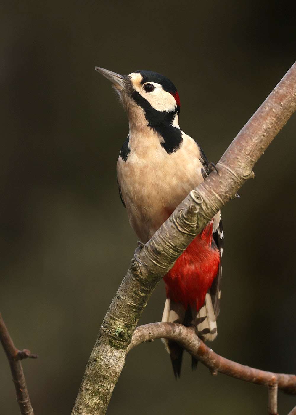 Great Spotted Woodpecker by Steve Hopper at South Brent