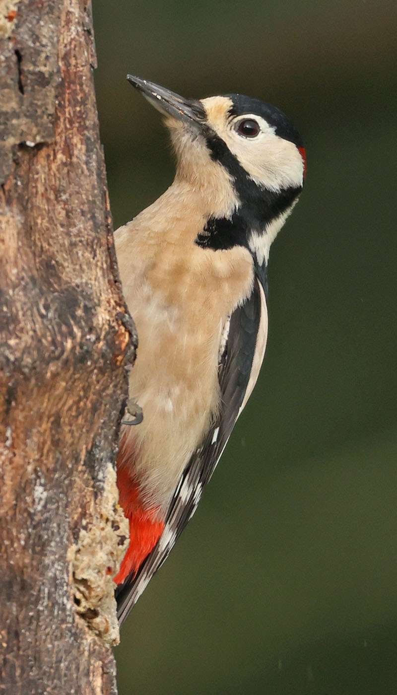 Great Spotted Woodpecker by Steve Hopper at South Brent