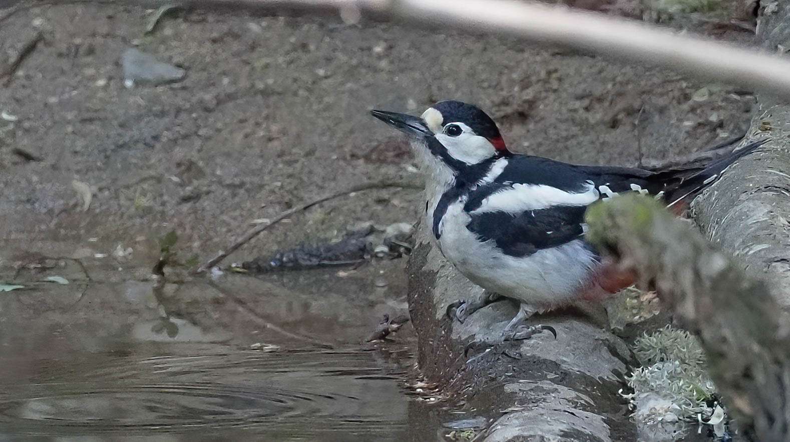 Great Spotted Woodpecker by Wayne Emery at Plym Bridge