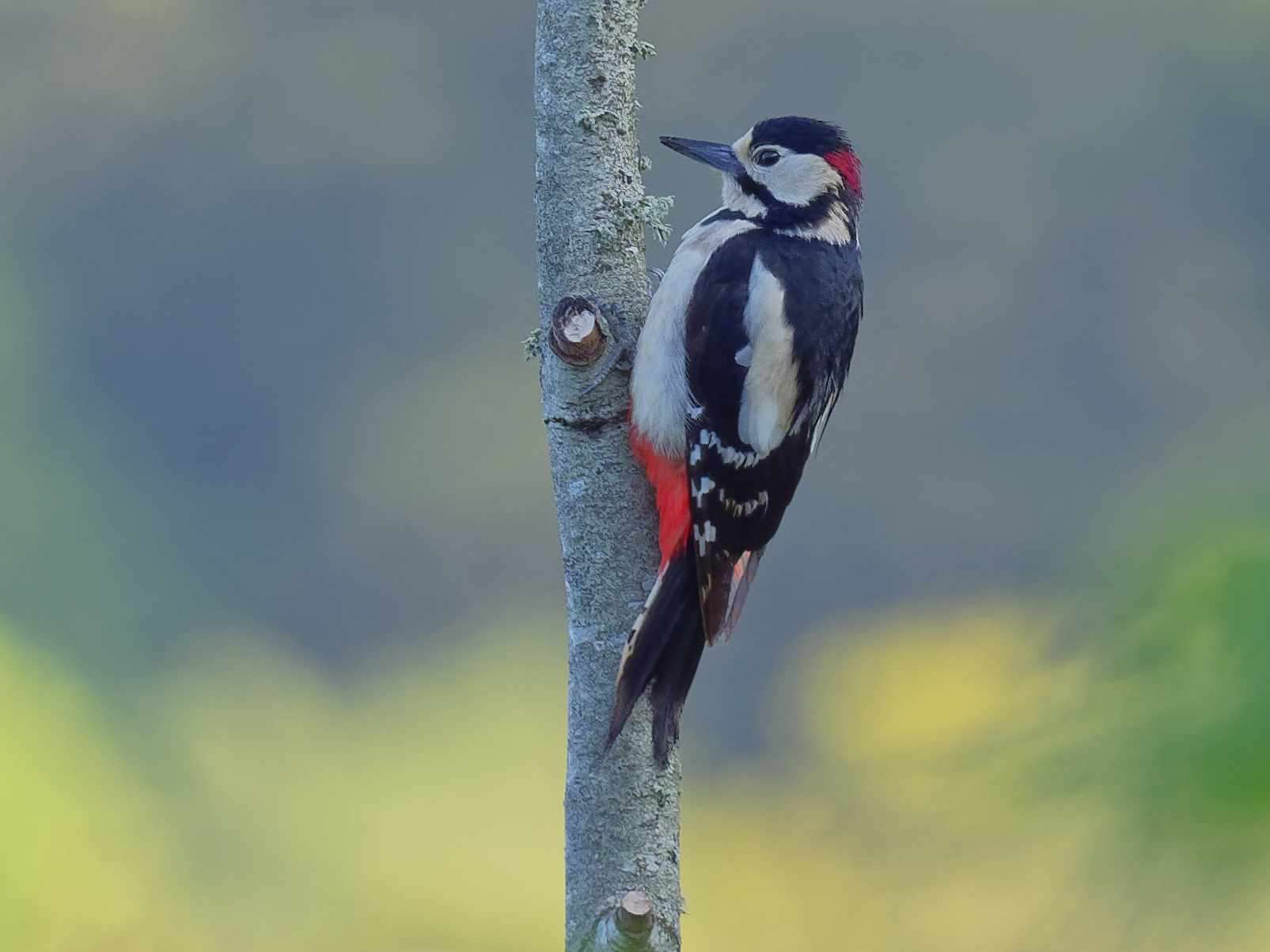 Great Spotted Woodpecker by Wayne Emery at Saltam