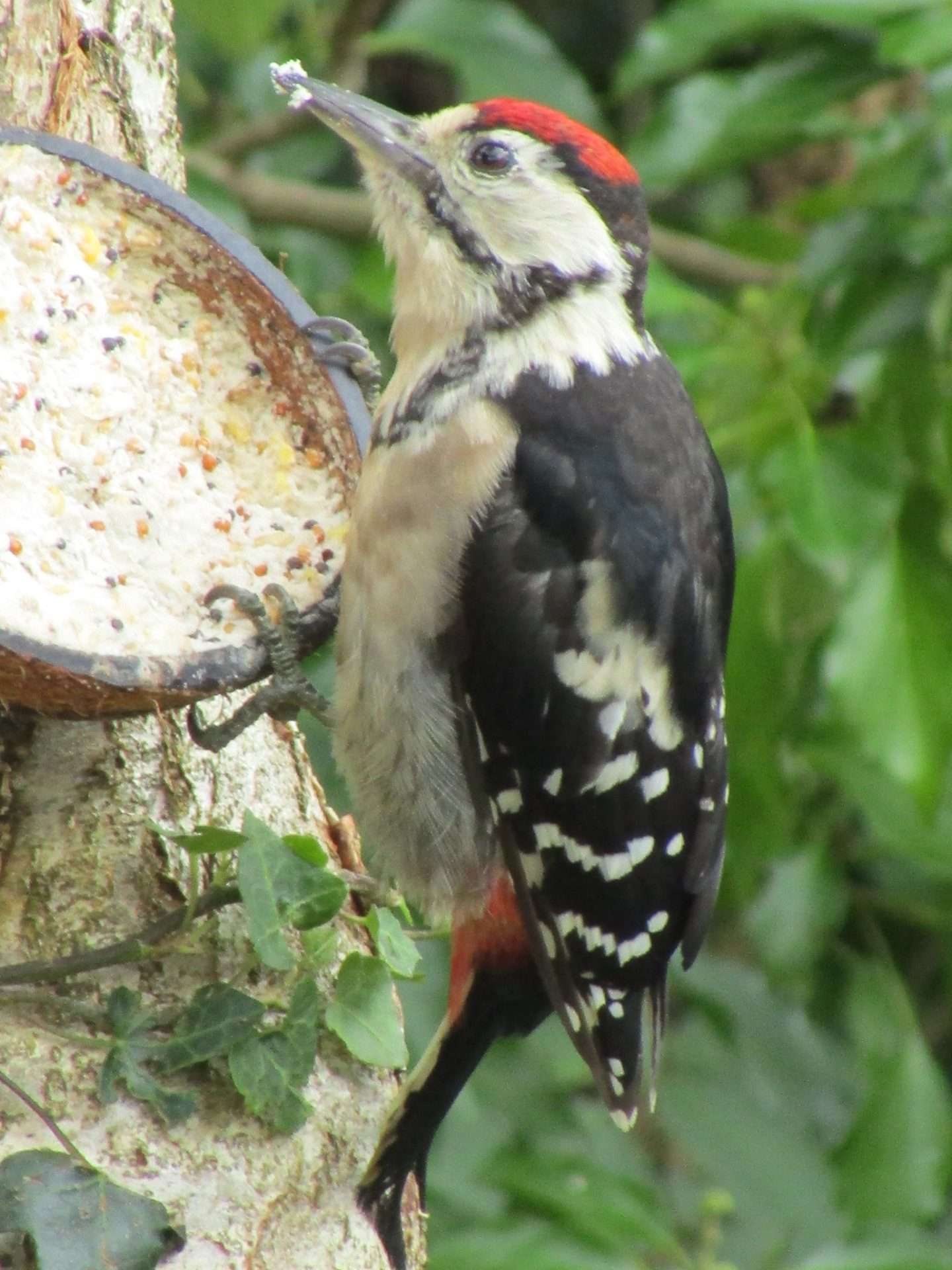 Great Spotted Woodpecker (juv) by Elizabeth Mulgrew at garden in the South Hams