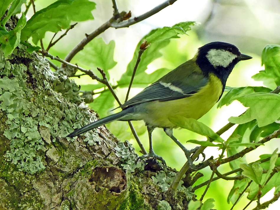 Great Tit by Derek Stacey at Chambercombe Manor