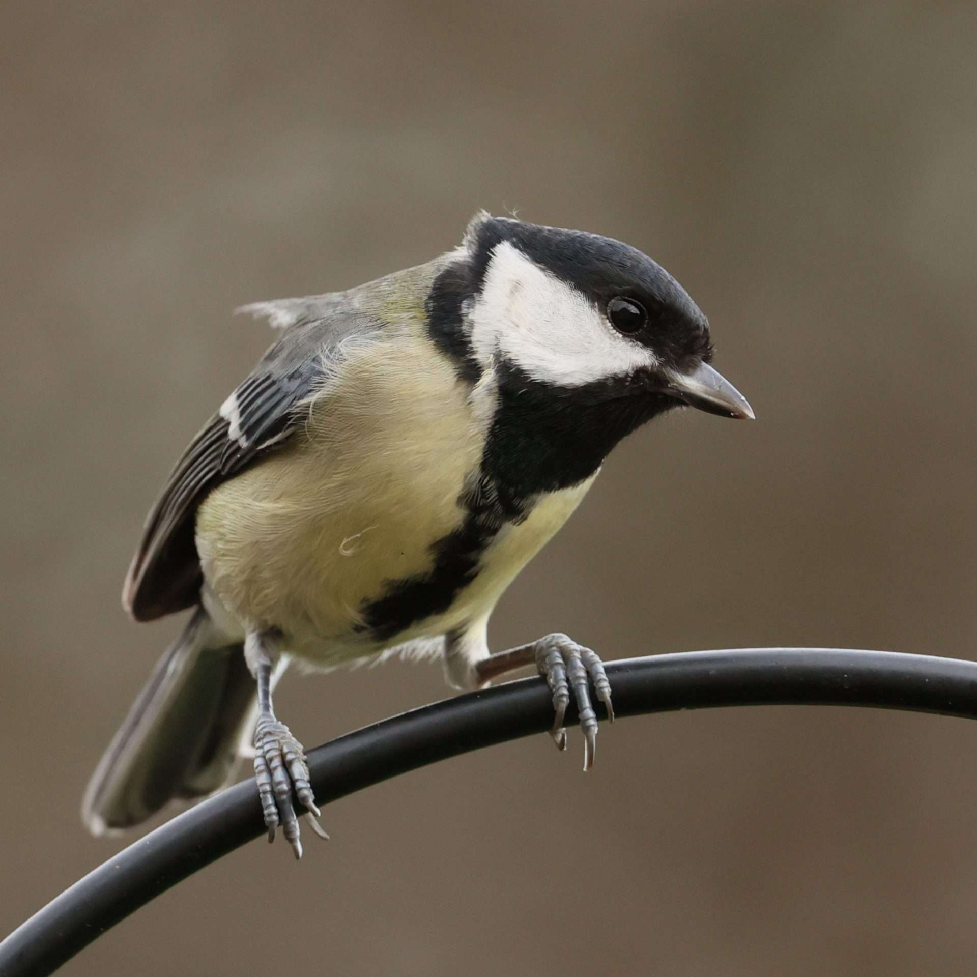 Great Tit by Steve Hopper at South Brent