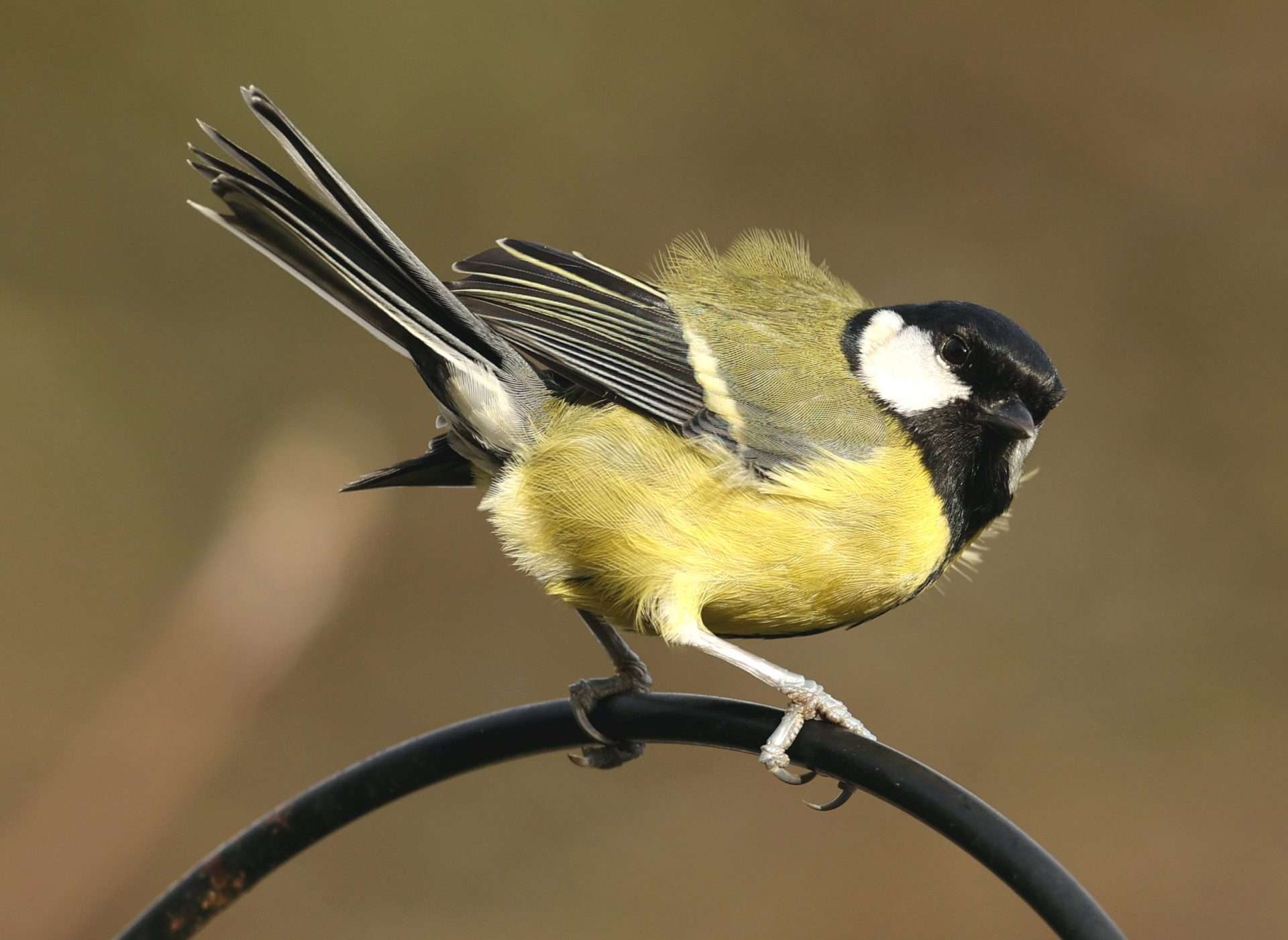 Great Tit by Steve Hopper at South Brent