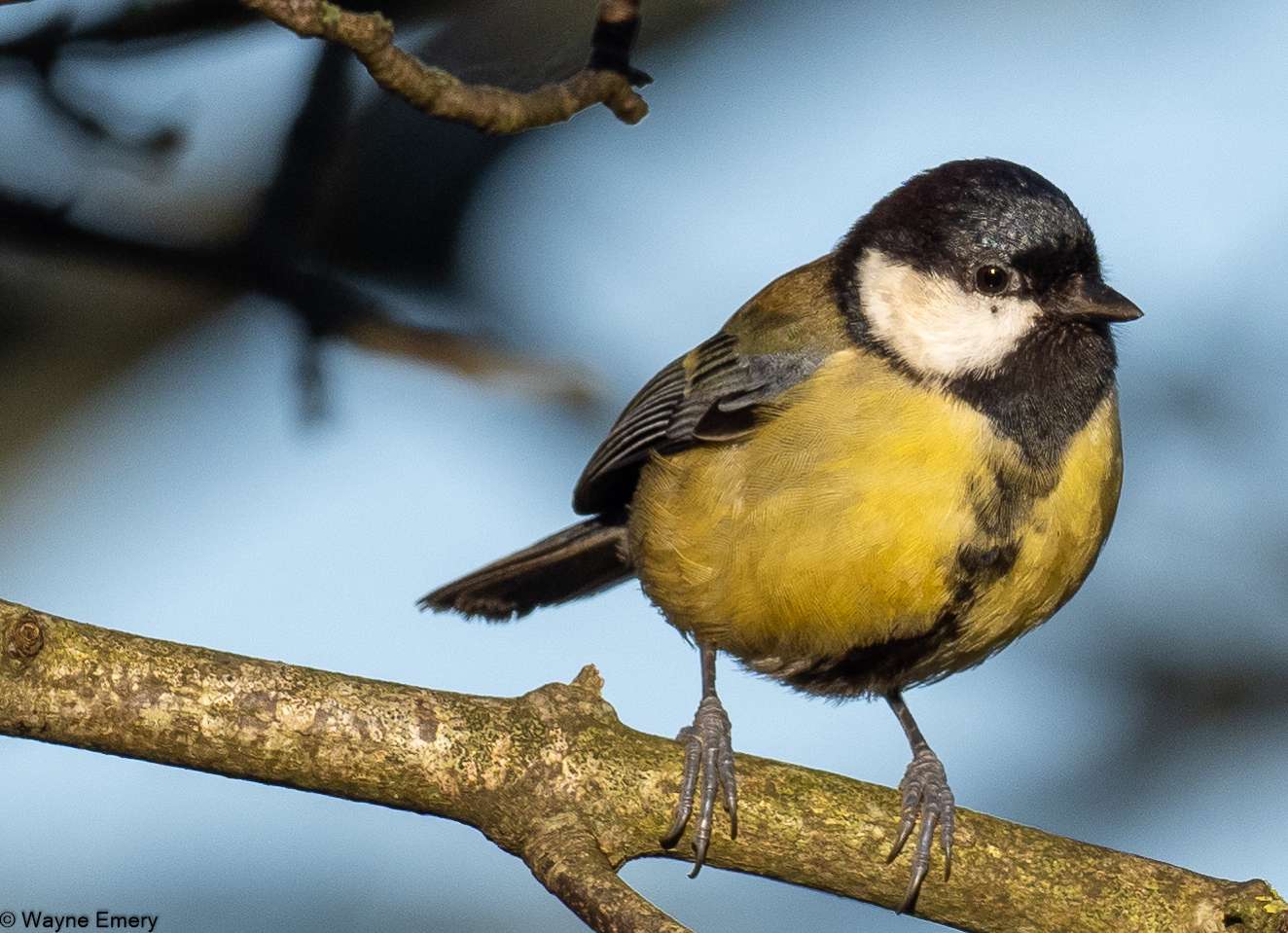 Great Tit by Wayne Emery at Blaxton Meadow