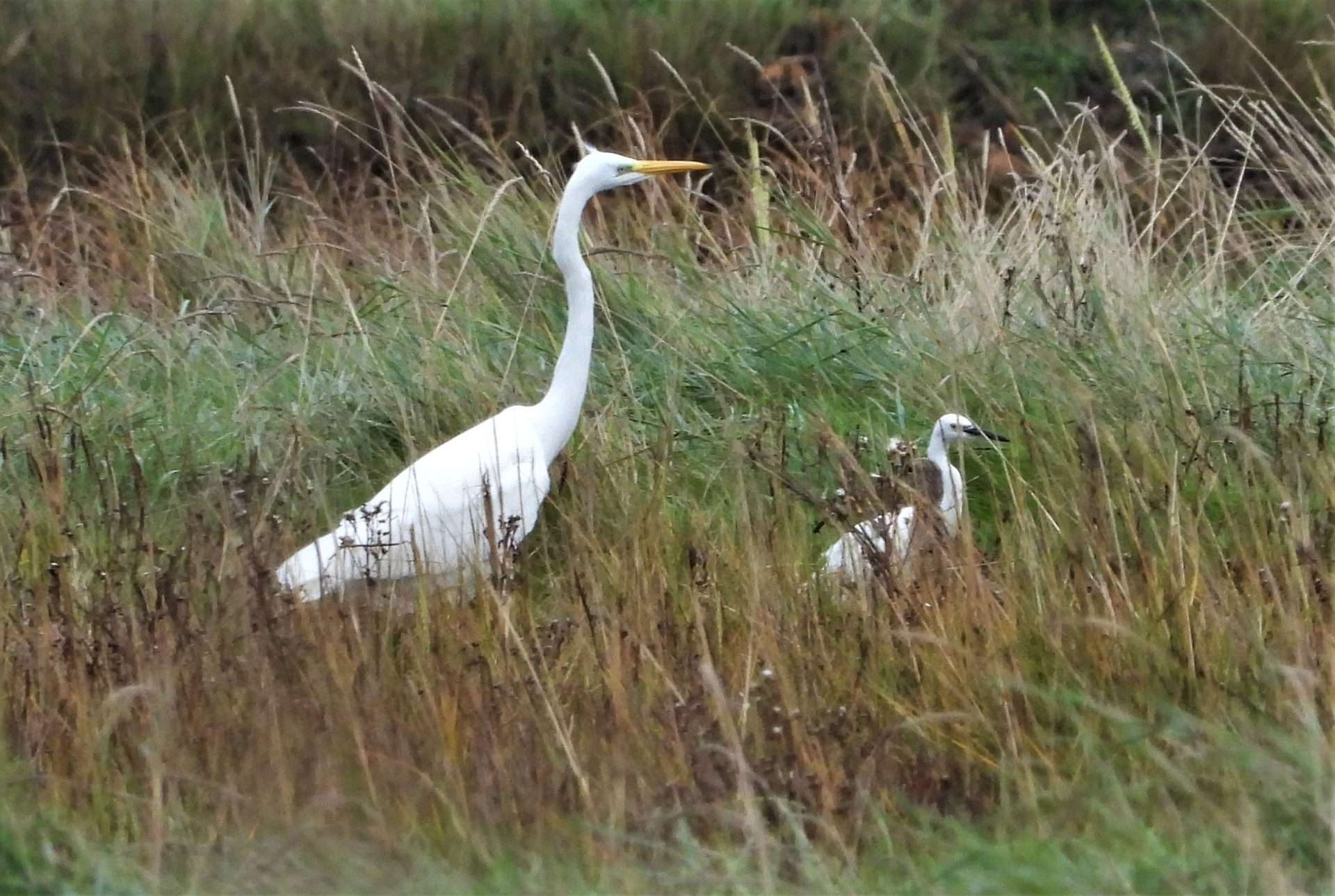 Great White Egret by Kenneth Bradley at Goosemoor RSPB