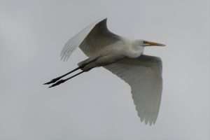 Great White Egret at Lower Tamar Lake by Paul Howrihane on October 28 2022