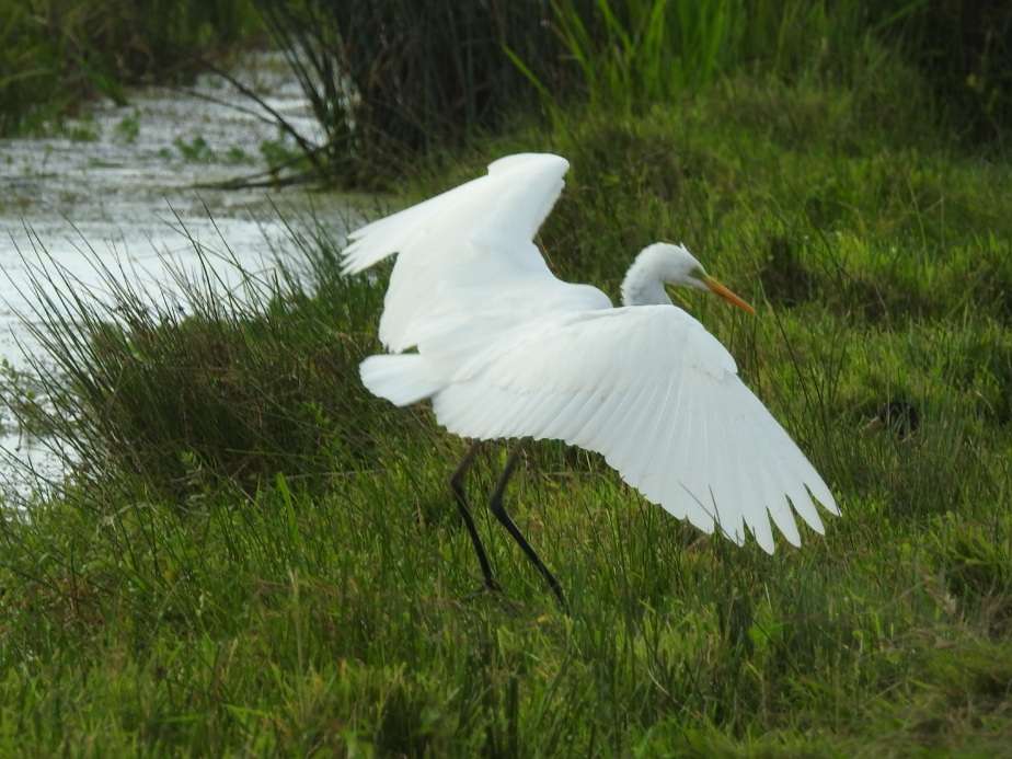 Great White Egret by Phil and Sue Naylor at Braunton Great Field