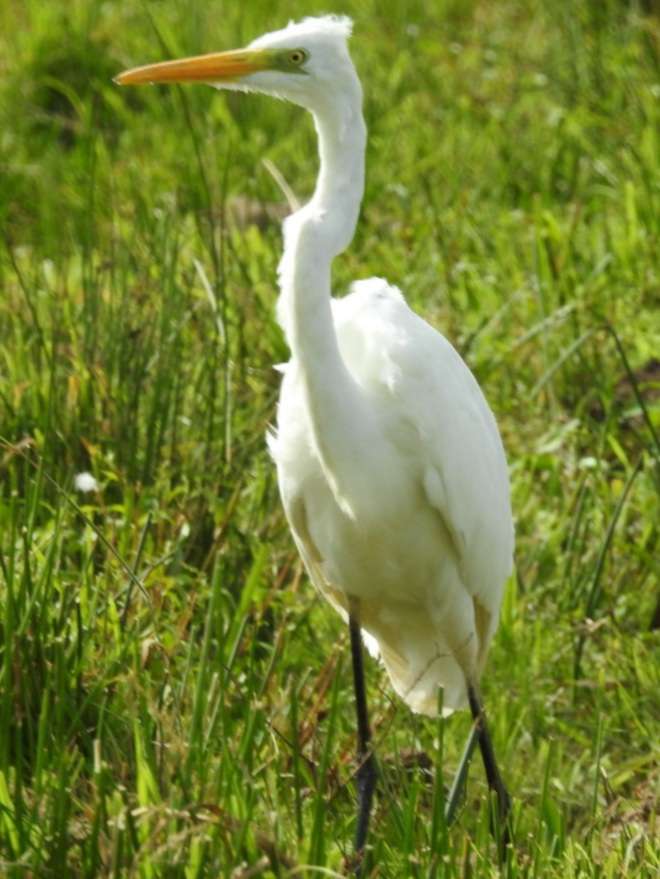Great White Egret by Phil and Sue Naylor at Braunton Great Field