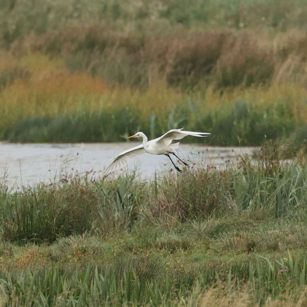 Great White Egret at Exminster marsh by Steve Hopper - Devon Birds