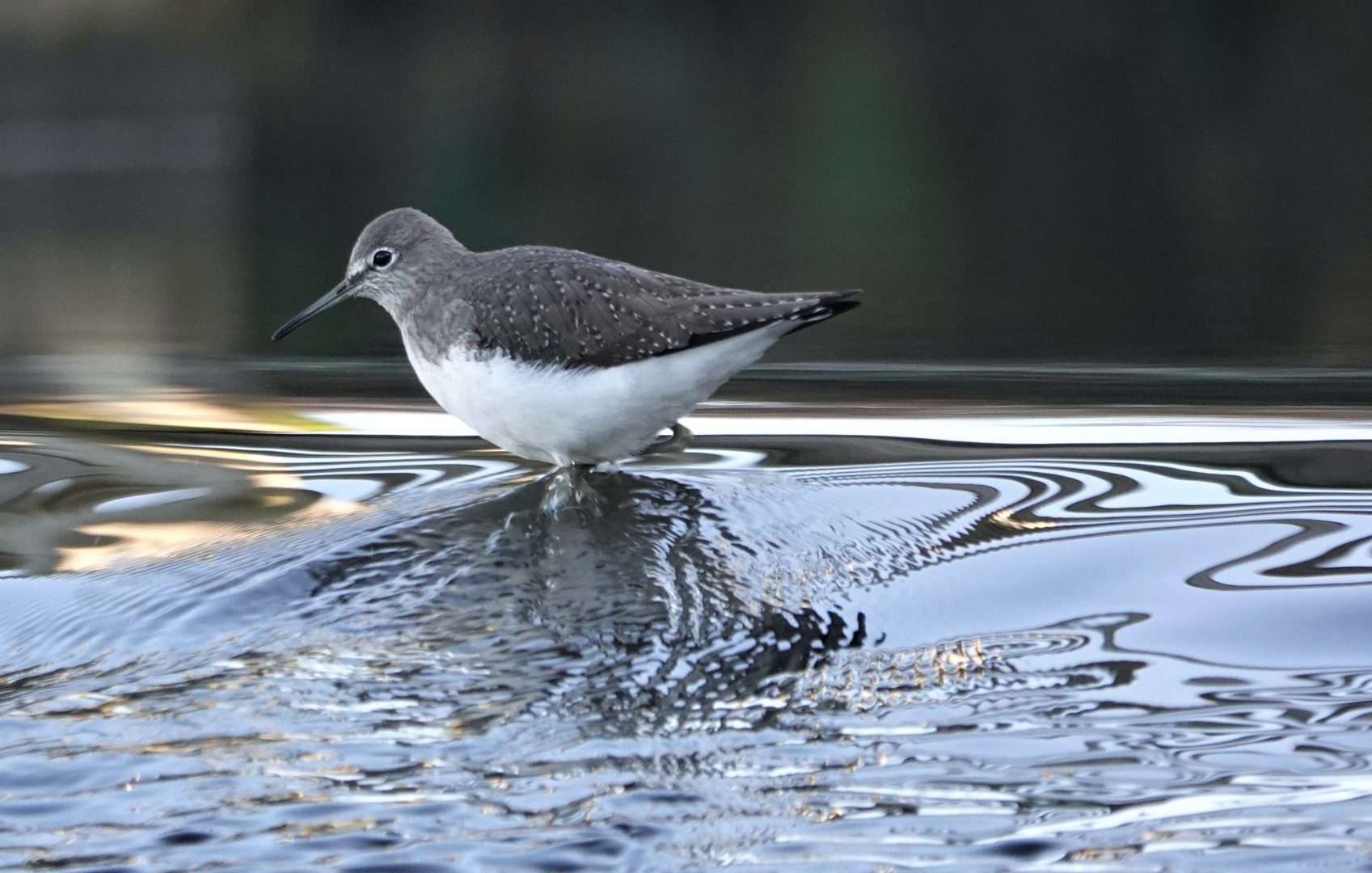 Green Sandpiper at Lower Tamar Lake by Paul Howrihane - Devon Birds