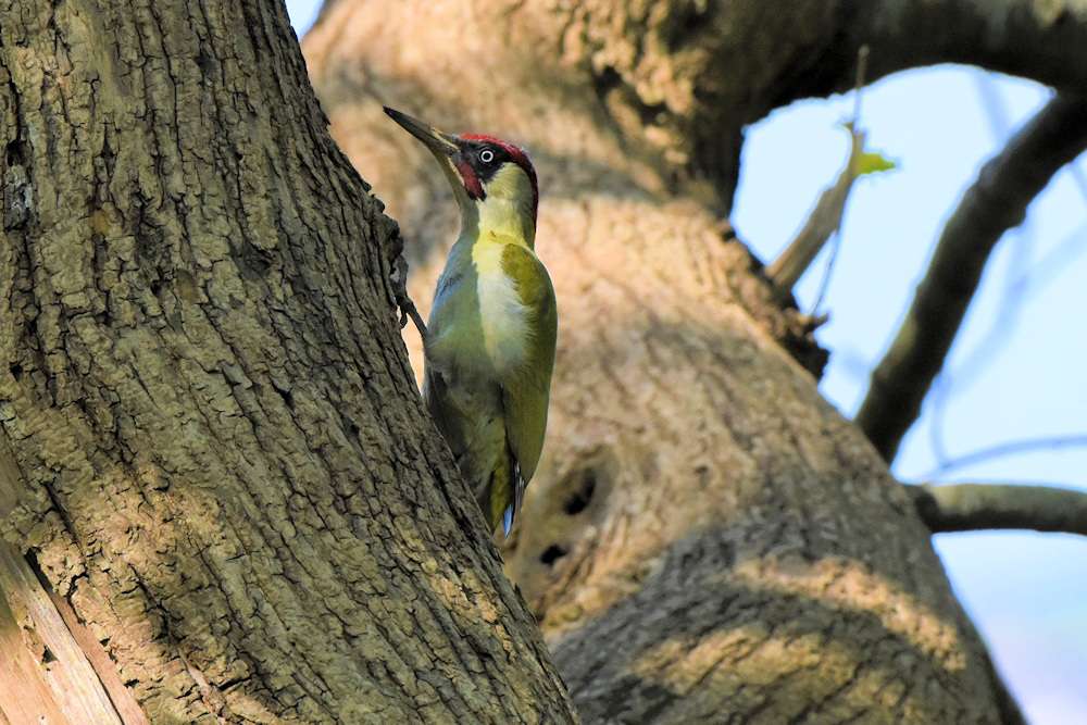 Green Woodpecker by Greg Bradbury at Efford Cemetery