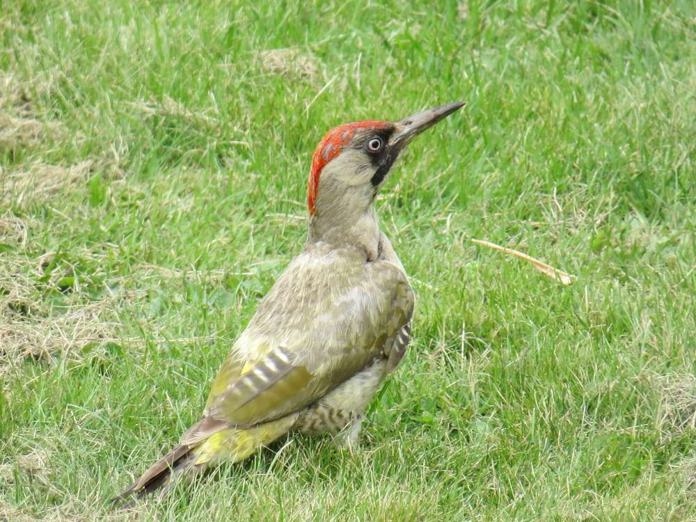 Green Woodpecker by Ian Muir at Chagford