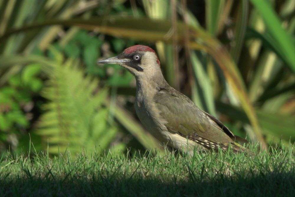 Green Woodpecker by John Reeves at Talaton