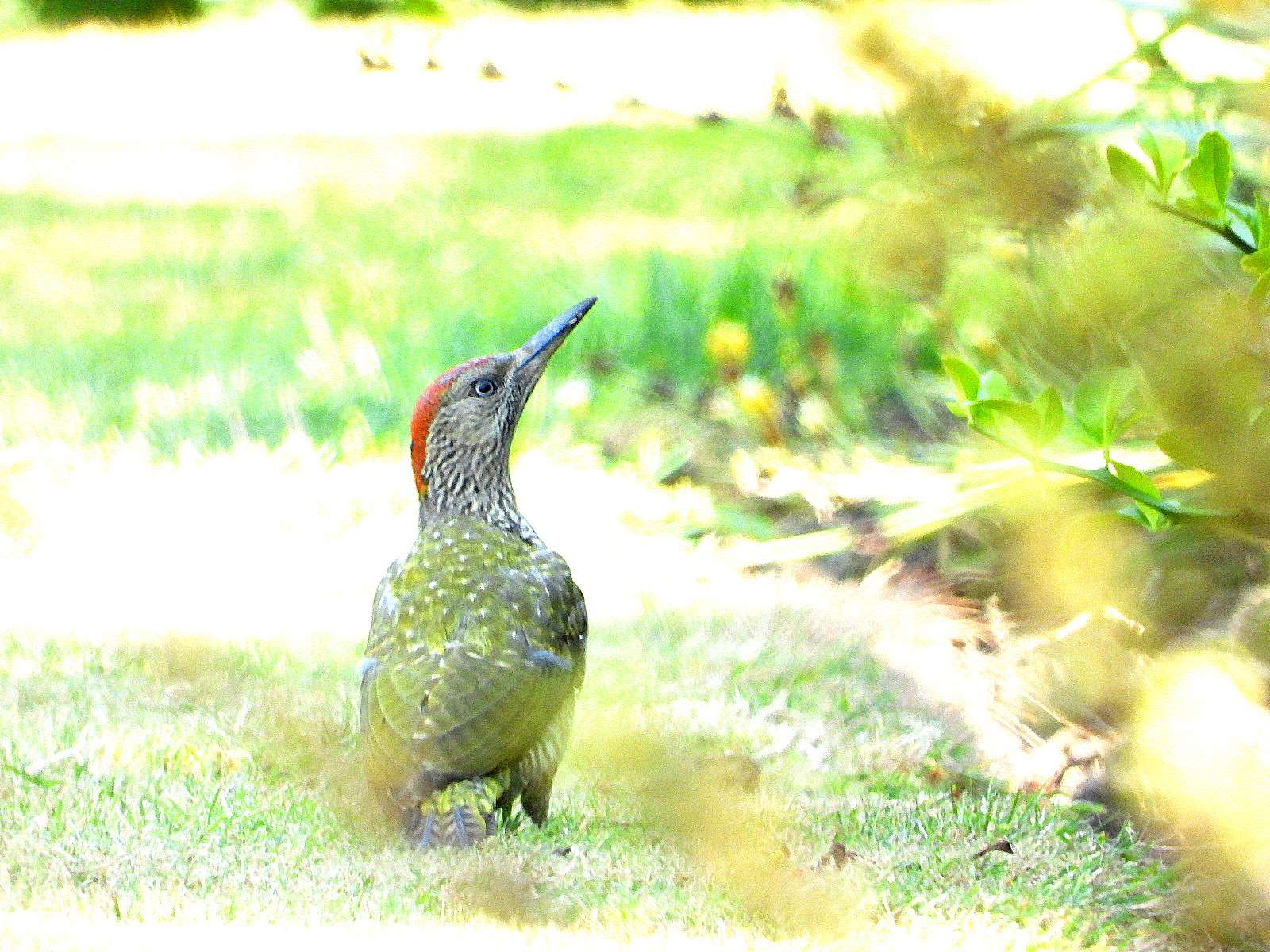 Green Woodpecker by Kenneth Bradley at High Garden
