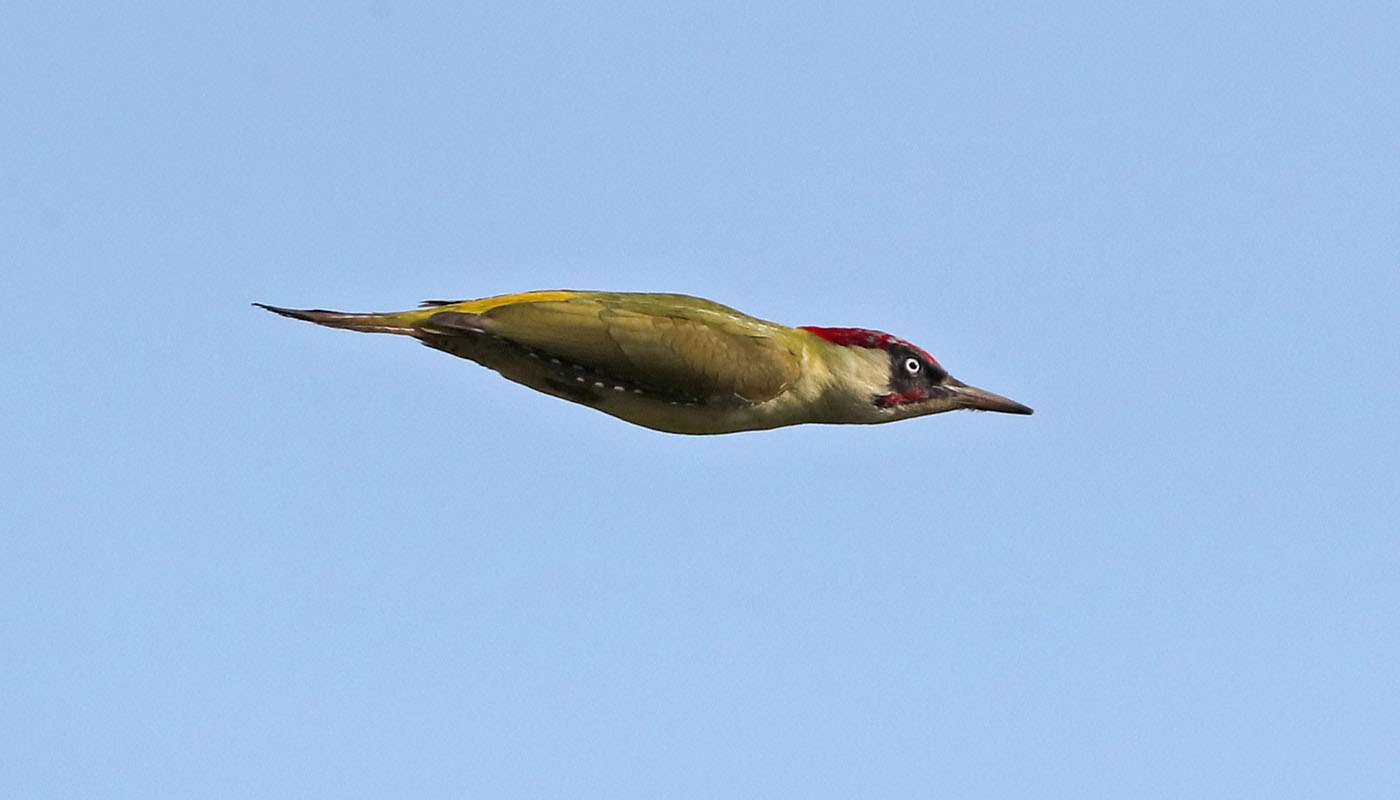 Green Woodpecker by Steve Hopper at South Brent