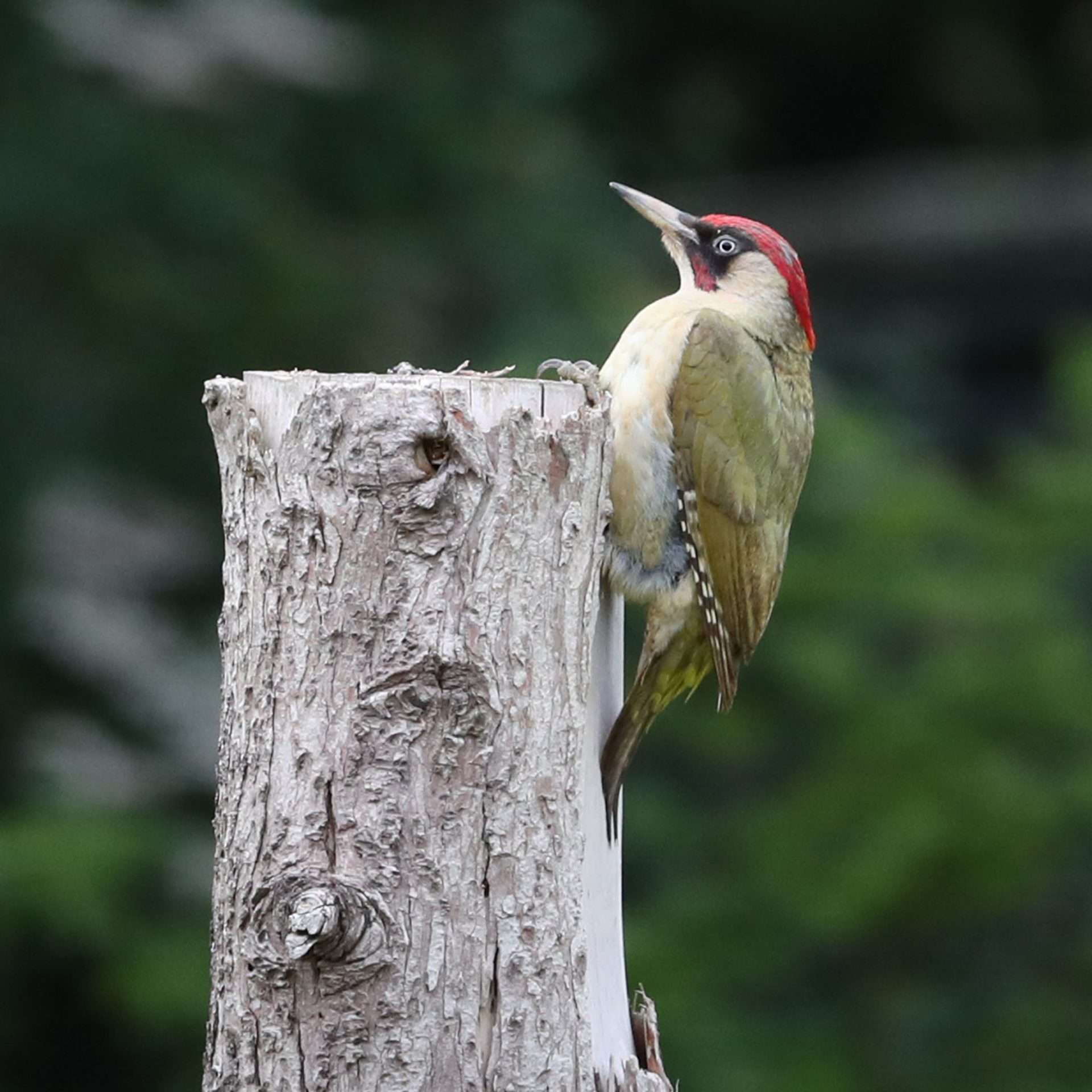 Green Woodpecker by Steve Hopper at South Brent