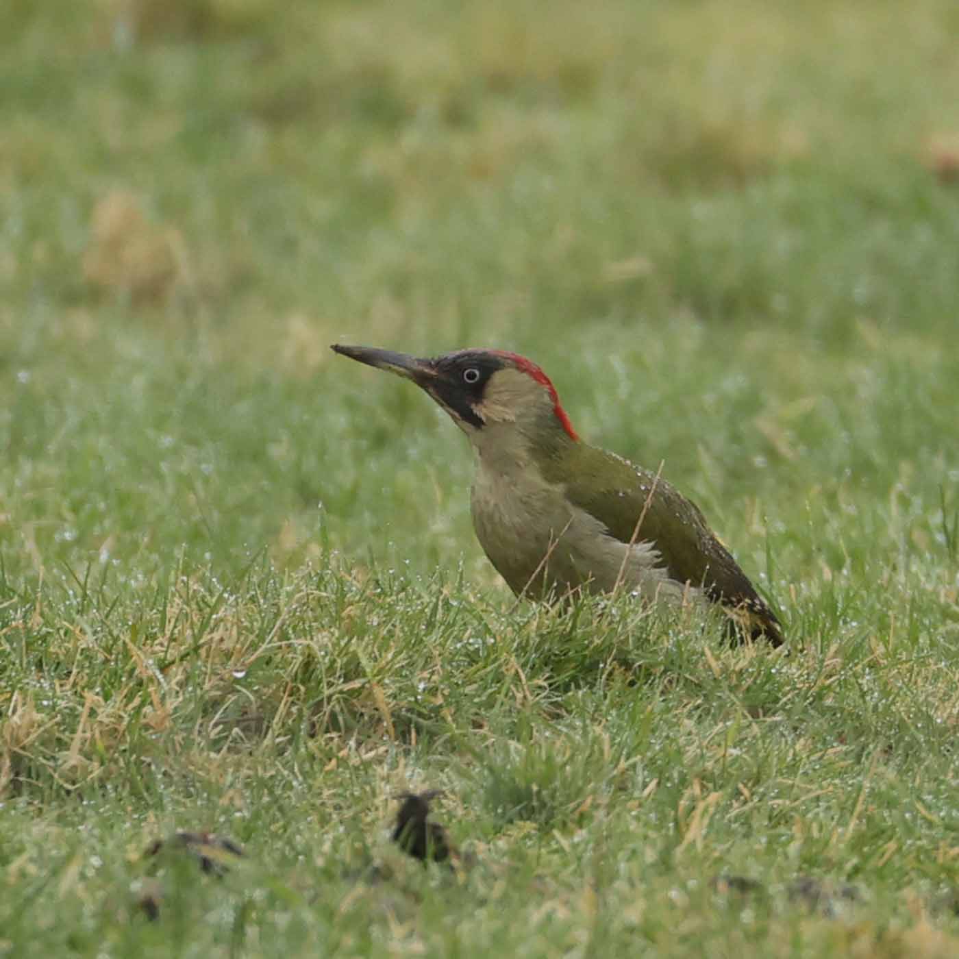 Green Woodpecker by Steve Hopper at South Brent