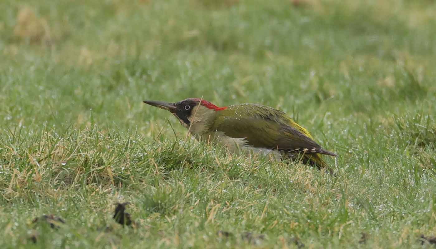 Green Woodpecker by Steve Hopper at South Brent