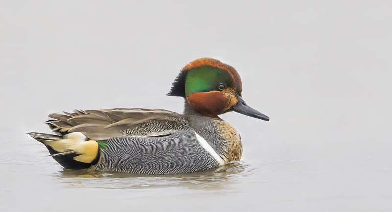 Green-winged Teal by Tim White at Black Hole Marsh