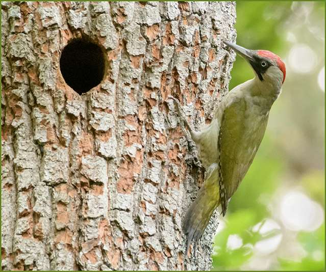 Green woodpecker by Ron Champion at Stover C.P.