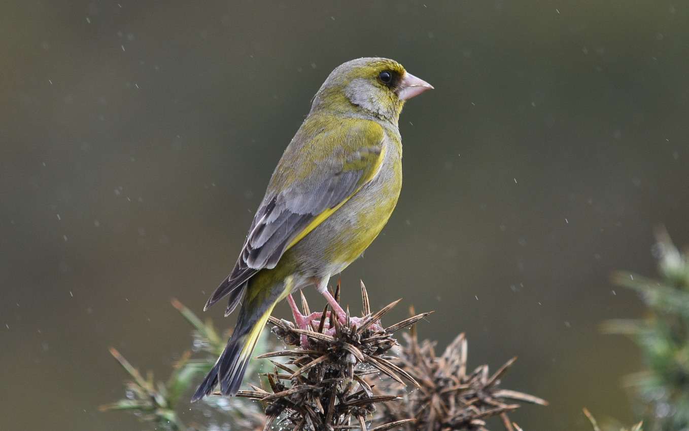 Greenfinch by Duncan leitch at Lee Moor