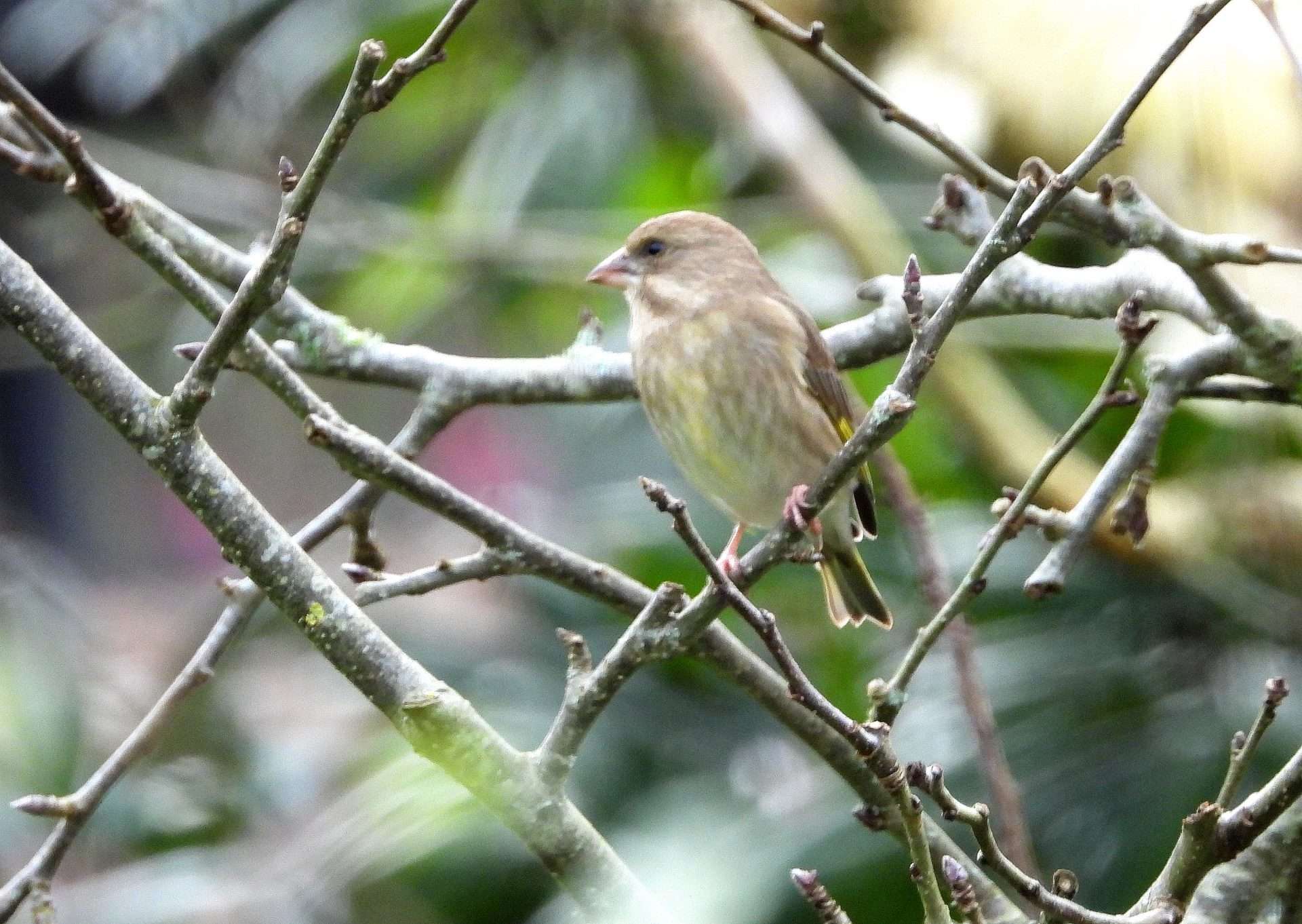 Greenfinch by Kenneth Bradley at Combeinteignhead