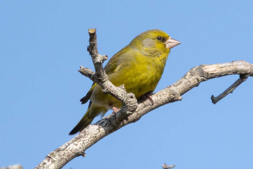 Greenfinch by Malcolm Morrison at Roborough Down