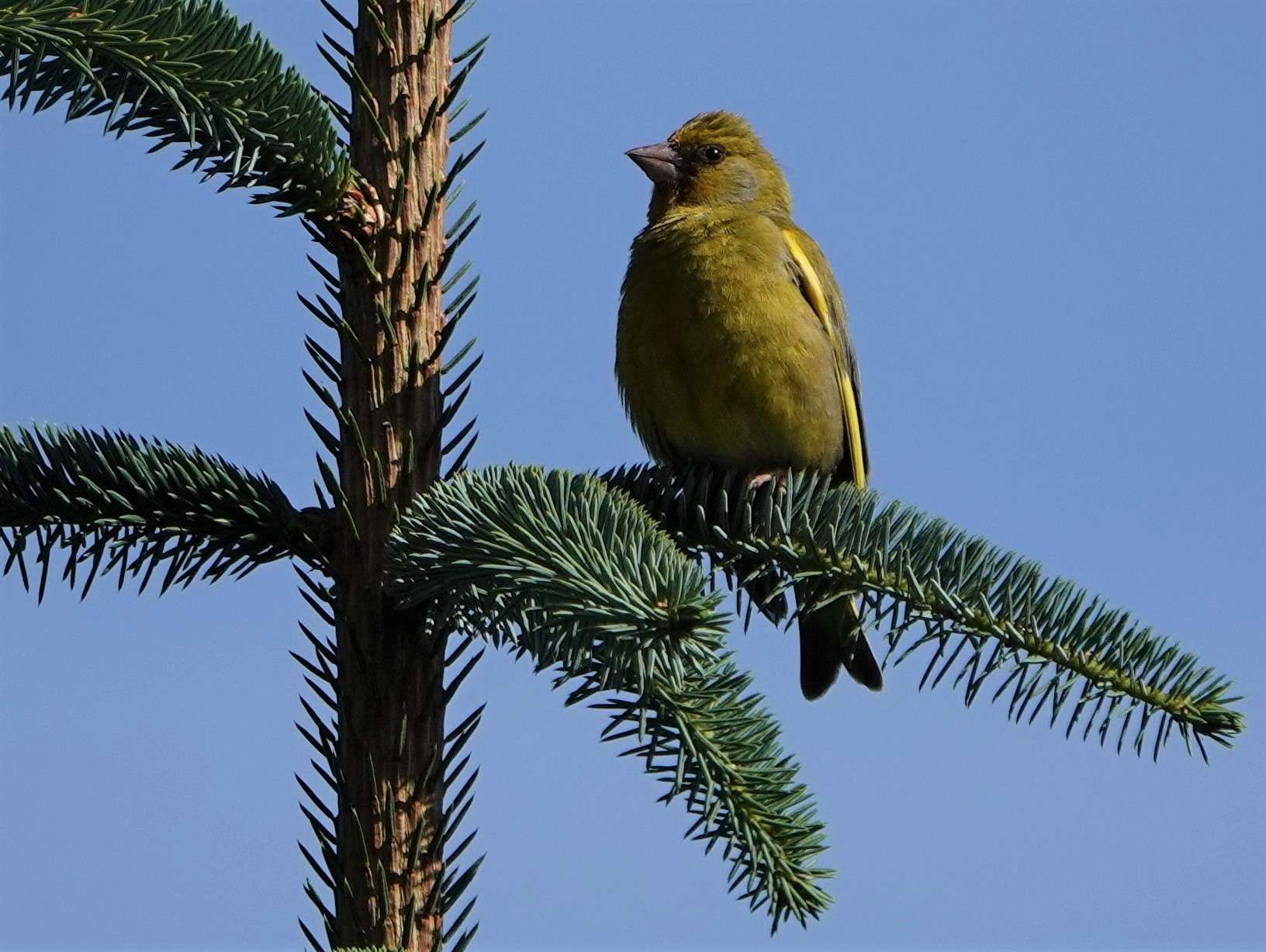 Greenfinch by Paul Howrihane at Cookworthy Forest