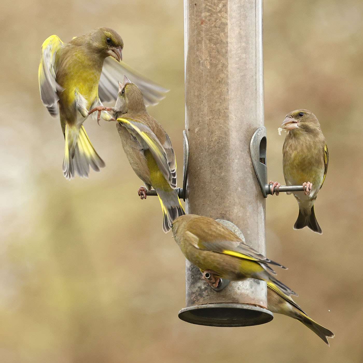 Greenfinch by Steve Hopper at South Brent
