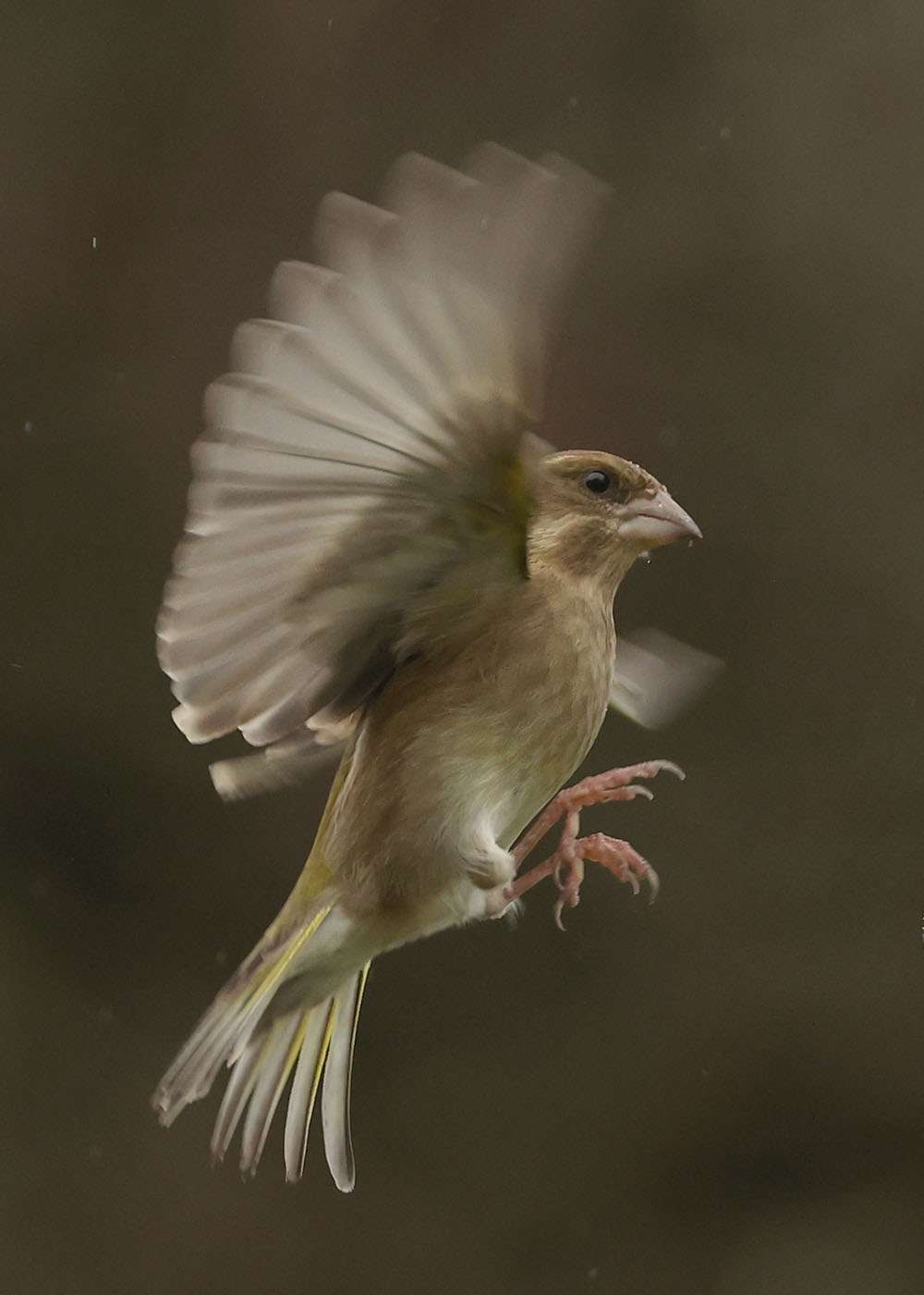 Greenfinch by Steve Hopper at South Brent