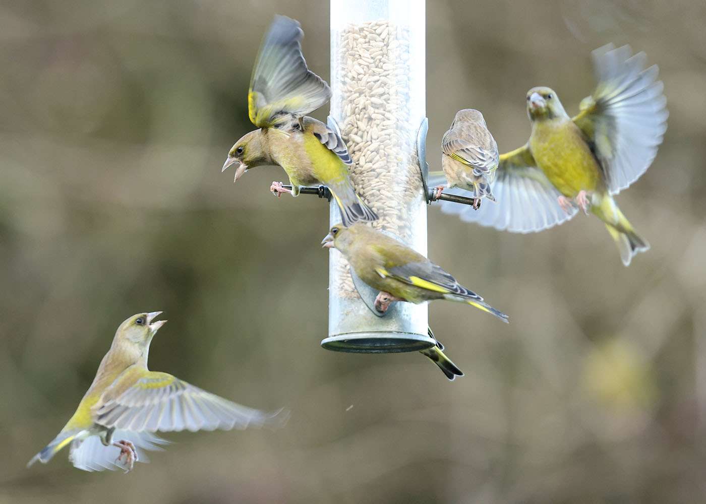 Greenfinch by Steve Hopper at South Brent