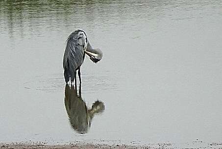 Grey Heron by Kenneth Bradley at Exminster Marshes RSPB