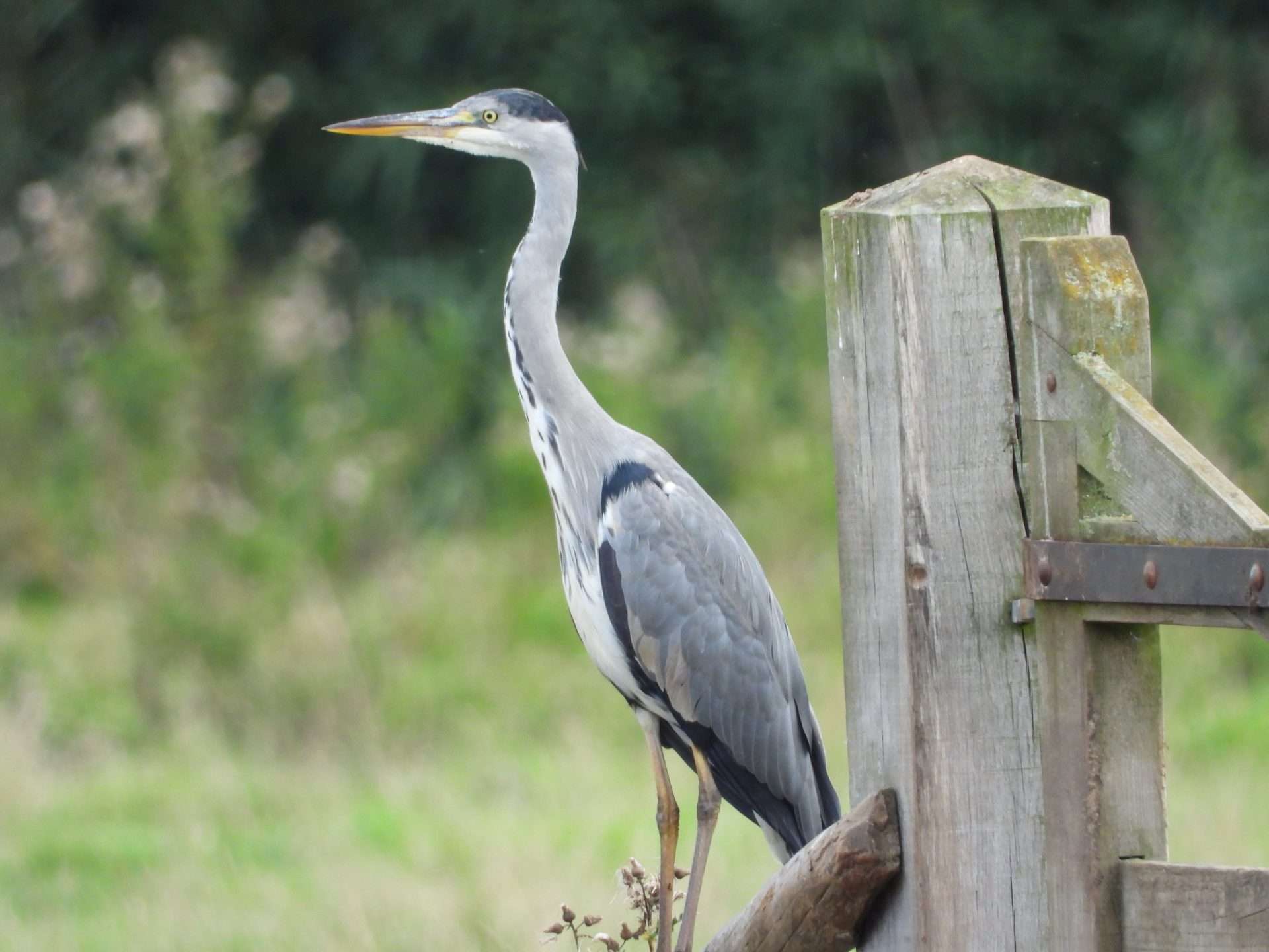 Grey Heron by Kenneth Bradley at Exminster marshes RSPB